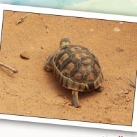 Kaplumbağa: Ben dünyanın en eski canlı türüyüm!